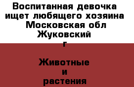 Воспитанная девочка ищет любящего хозяина. - Московская обл., Жуковский г. Животные и растения » Кошки   